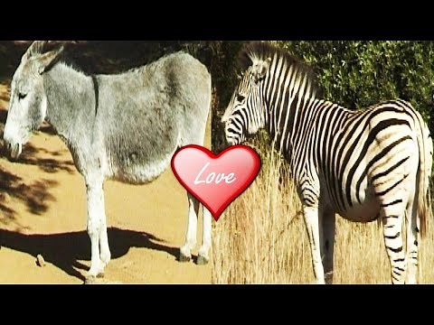 Donkey mating Donkey mate | What Happen When Zebra Mated with Donkey.