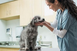 Guide to Ozone Therapy for Dogs: Health Benefits and Risks | LoveToKnow Pets