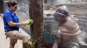 Everything you need to know about Adventure Aquarium's Nile hippos