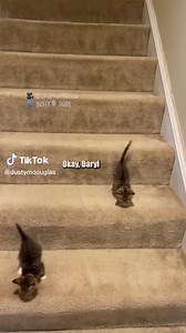 Cat Falling Down Stairs: Treacherous Escapades