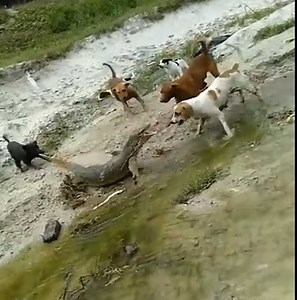 25M views · 1.8K reactions | Giant lizards fight alone with herds of aggressive dogs  #Animal | Me• | Facebook