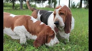 Basset Hound: Care