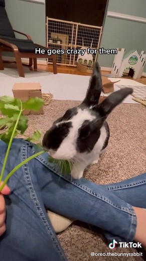 Oreo Rabbit: The Best Vegetables for Your Bunny's Diet