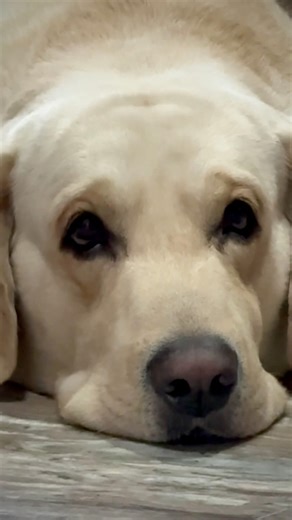 Day -11 of 100 days transformation challenge #shorts #shortsvideo #dailyroutine #fitnessjourney