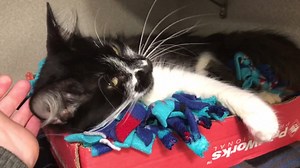 Layla (A1001436) is a sweet and lovable one year old who loves her head scratches! She's adoptable for just $20. | Dallas Animal Services and Adoption Center