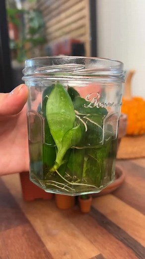 6.6K views · 255 reactions | Propagating Snake Plants  Update ✨ • pothos release a natural rooting hormone so lets see how fast these can grow 華 #snakeplant #houseplants #plants #propagation #waterpropagation #plantlover #plantcollection #plantcare #planthacks | Mtplanters | Facebook
