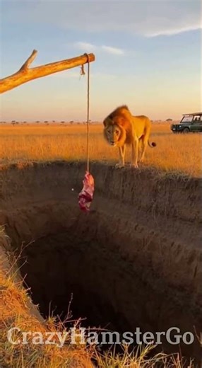 Lion Spots Meat Trap… What Happens Next Is Wild 😳🦁 #animals