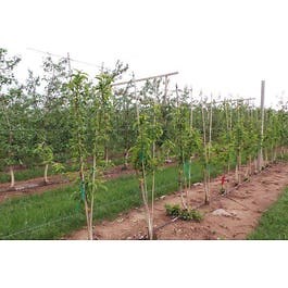 Fruit Tree Propagation - Bark Grafting