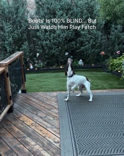 My Dog Is 100% BLIND... But Just Watch Him Play Fetch
