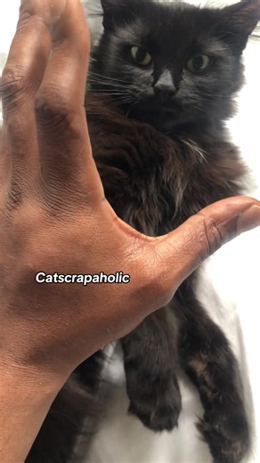 Back in the day I was a dogs over cats man but now it’s Cats over Dogs gang where you at? #fyp #tiktokcat #tiktokcatsforlife #catstiktok #kittens