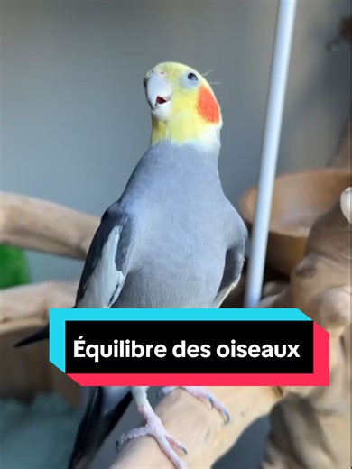 #fyp #apprendreenchantant