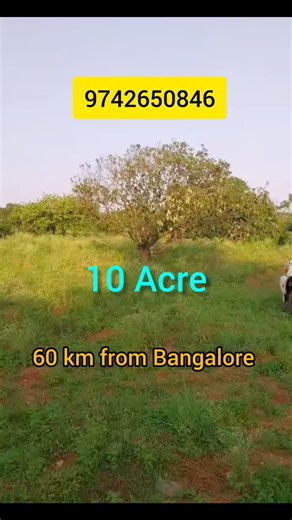 Agrestic Farms | 10 Acre Mango farm for sale. Contact 9742650846 | Instagram