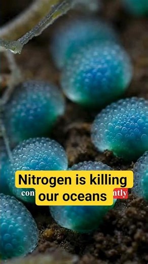 Nitrogen Cycle Disruption: Eutrophication, Algal Blooms & Ocean Dead Zones #shorts