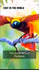 THE DANCER OF HEAVEN: Bird of Paradise in the heart of the Papuan forest #Birdofparadise #papuabirds