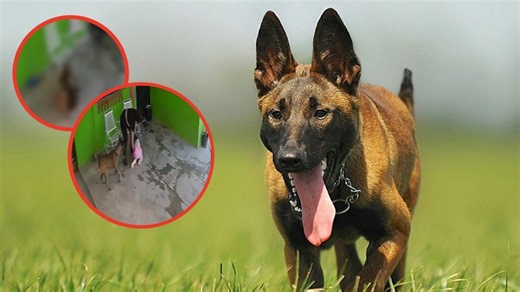 "No lo hizo intencionalmente": Niña pide que no sacrifiquen a Pilo, el perro que le provocó 68 puntadas en la cabeza con su brutal ataque