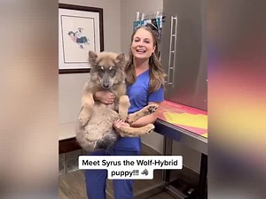 Vet Introduces ‘Massive’ Wolf-Hybrid Puppy Who Is Three Months and 35lbs