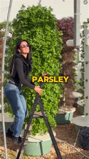 Agrotonomy on Instagram: "Maximizing parsley cultivation on aeroponic towers by growing 52 bunches per tower in just one square meter. From seed to seedling takes about 3 weeks, followed by 6 weeks from transplant to harvest. We recommend sowing 6 parsley seeds per growing port to produce full, uniform bunches while optimizing tower space and overall yield. #parsley #herbs #farming #gardening #agriculture"