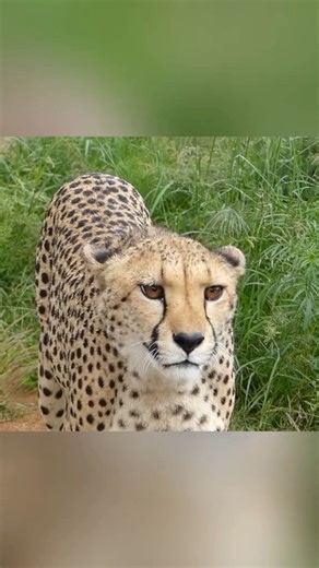 cheetahtold on Instagram: "cheeah says meow - 📸 Source: @ animalkingdom2002 on TikTok All credit are reserved for their respective Owners - 💥Contact for credit/removal=> @ fixposts - - - - #savethecheetah#bigcats#cheetah#cheetahsofinstagram#cheetahstand#bigcat#acinonyxjubatus#cheetahprintnails#wildlife_aroundworld#wildlifeprotection#bigcatsforever#cheetahprint#wildlife#cheetahspots#cheetahprintdress#cheetahshirt#cheetahrun#cheetahpower#cheetahearrings#cheetahbaby#cheetahsrockzanzibar#cheetahpr