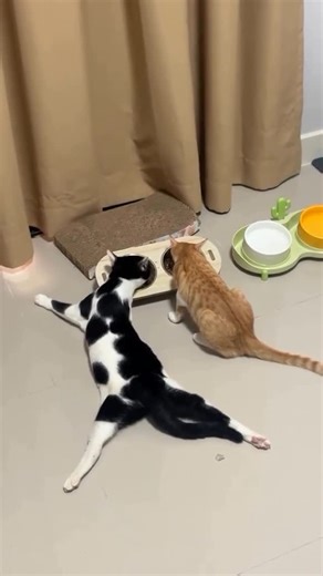 If happiness had a sound on Instagram: "Interesting facts about Harlequin cats (Domestic cats): Follow @sound_of_cappiness 🥰 Link in bio 🪀 Patchwork Perfection Primarily white with random, bold-colored patches (black, orange, gray) on the head, tail, and a few body spots—like a cat dipped in paint. Not a Breed, But a Pattern A rare color variant seen in some domestic cats (often mixed-breed or Ragdolls). Named After Commedia dell’Arte Inspired by the Harlequin character’s diamond-patterned cos