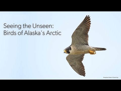 Seeing the Unseen: Birds of Alaska's Arctic Live Event