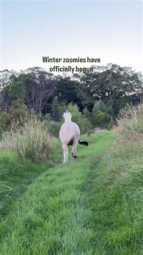 It's winter here in Australia and the horses sure are feeling the cooler temperature!