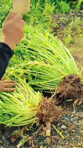 Mustard Greens Harvesting: Cleaver Knife Slicing and Root Removal Technique 🥬🔪✨