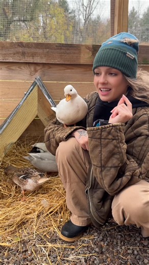 357K views · 7K reactions | This weeks task is to officially get started on making sure all the animals are set up for winter this project is so quick and easy and pair it with some cozy warm bedding your ducks will love it! Ours sure do閭 #ducks #callducks #homestead #diyproject #ducksoffacebook | Cheese and Quackers Homestead | Facebook