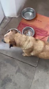 3.1K views · 114 reactions | Look at our Mama with her fat little pups. The dark one is a boy and the light, a girl. The pups need names, please. Mum possibly might, too, as we are waiting to hear back from her sponsor offer. Are they not just adorable? | Barking Mad Dog Rescue | Facebook