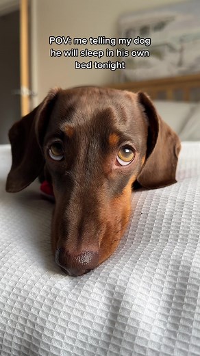 Hilarious Dachshund Moments That All Owners Can Relate To