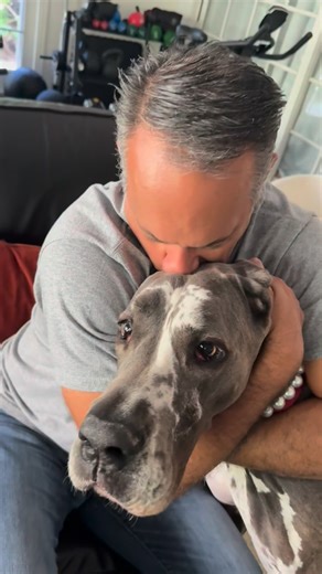 Archie the Great Dane on Instagram: "Daddy gets an Archie love attack every day. 🥺 #greatdane #greatdane #dogsofinstagram #gr8danearchie #loveattack"