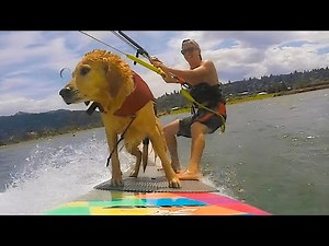 TOP BEST VIDEOS OF THE INTERNET