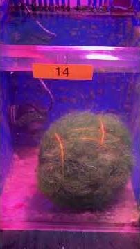 Chaetomorpha- Day 2. You know what I like to say…”Still spinning, still winning!” 😂