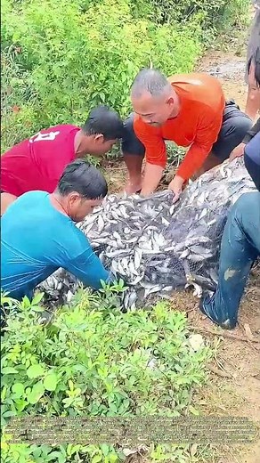 Hauling a Full Net Ashore: How Teamwork Brings in a Bountiful Pond Catch