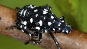 Spotted lanternflies are ready to make their 2023 debut. Will it be worse than last year?