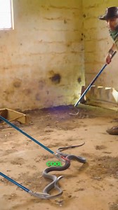 849K views · 7K reactions | Black Mamba RESCUE! #wildlife #snakes #blackmamba #coyotepeterson | Coyote Peterson | Facebook