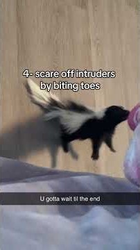 5 Reasons to Get a Pet Skunk!