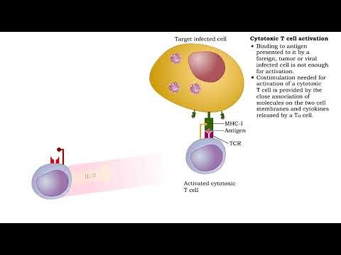 Cytotoxic T cell receptors, activation, proliferation, differentiation & action