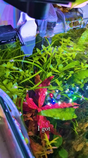 How to Clean and Maintain Your Planted Aquarium