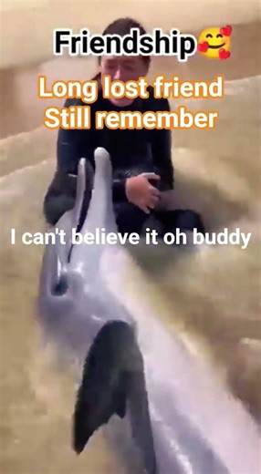 Dolphin Reunion #shorts #subscribe #highlight #follower #viral