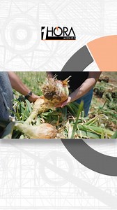 🧅 ¡Las cebollas más grandes de Canarias! 🇮🇨 🌱 En Gáldar, Gran Canaria, Evelio y Carlos continúan la tradición familiar, siendo ya la quinta generación de agricultores Aquí cultivan unas cebollas enormes, un auténtico orgullo del campo canario. 🎥 @videoreportcanarias 📺 RadioTelevisión Canaria - RTVC.es #GranCanaria #laspalmas #galdar #Cebollas #Agricultura #canarias #islascanarias #unahoramenos | Una Hora Menos