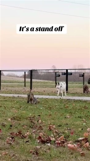 Coyote snd Donkey stand off. Mc | bonitafarm