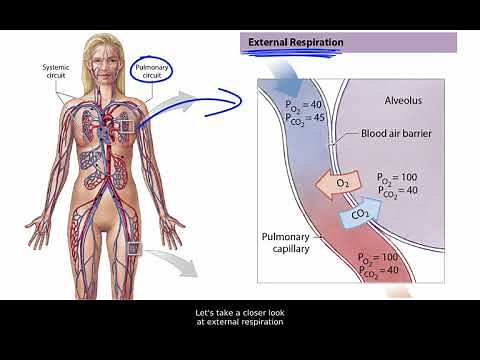 Partial Pressure and the Diffusion of Gases in Blood