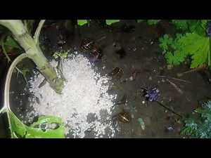 Natural plant protection from Slugs and Snails