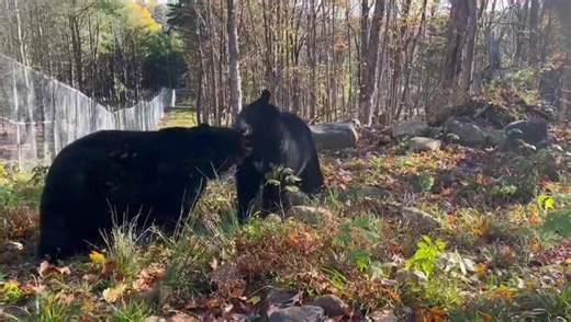 3.5K views · 271 reactions | CLYDE AND CLOVER We love when our permanent bears interact with each other. Even though Clyde is twice the size, he’s so gentle with Clover. #bearsofinstagram #bear #wildlifelovers #wildlifeofinstagram | Aspen Valley Wildlife Sanctuary | Facebook