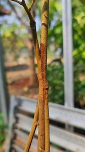 72K views · 481 reactions | #gardening #rootstock #plantcare101 | GardeningFruit | Facebook