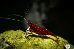 Sulawesi Shrimp ( Rare Species Care Guide )
