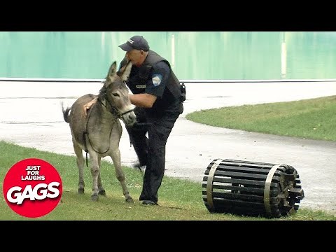 Best Of Wild Animal Pranks 2024 | Just For Laughs Gags