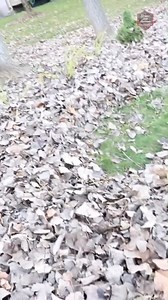 18K views · 62 reactions | Leaf Blower WAR! #LeafBlower #LeafCleaning | Brian's Lawn Maintenance - Youtube | Facebook