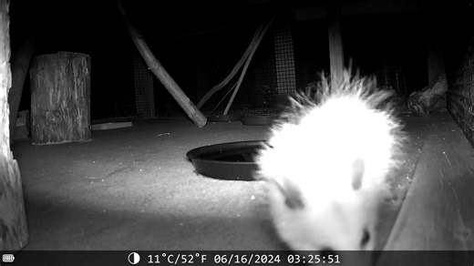 2.3K views · 85 reactions | We have been trialing out some new night cameras to catch all the nocturnal action displayed by the orphans in our pre-release facility.  As you can see the opossums have great sniffers and found the new item in their enclosure to be quite interesting! | Ohio Wildlife Center | Facebook