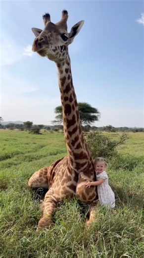 Giraffes Being Cute & Funny For 15 Seconds 🦒✨ #girraffe #shorts